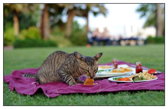 petit chat a faim (Small).jpg